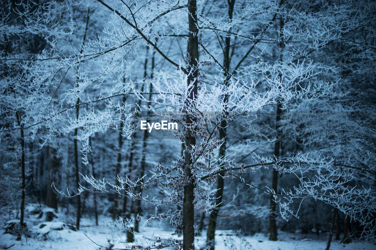 Snow covered trees in forest