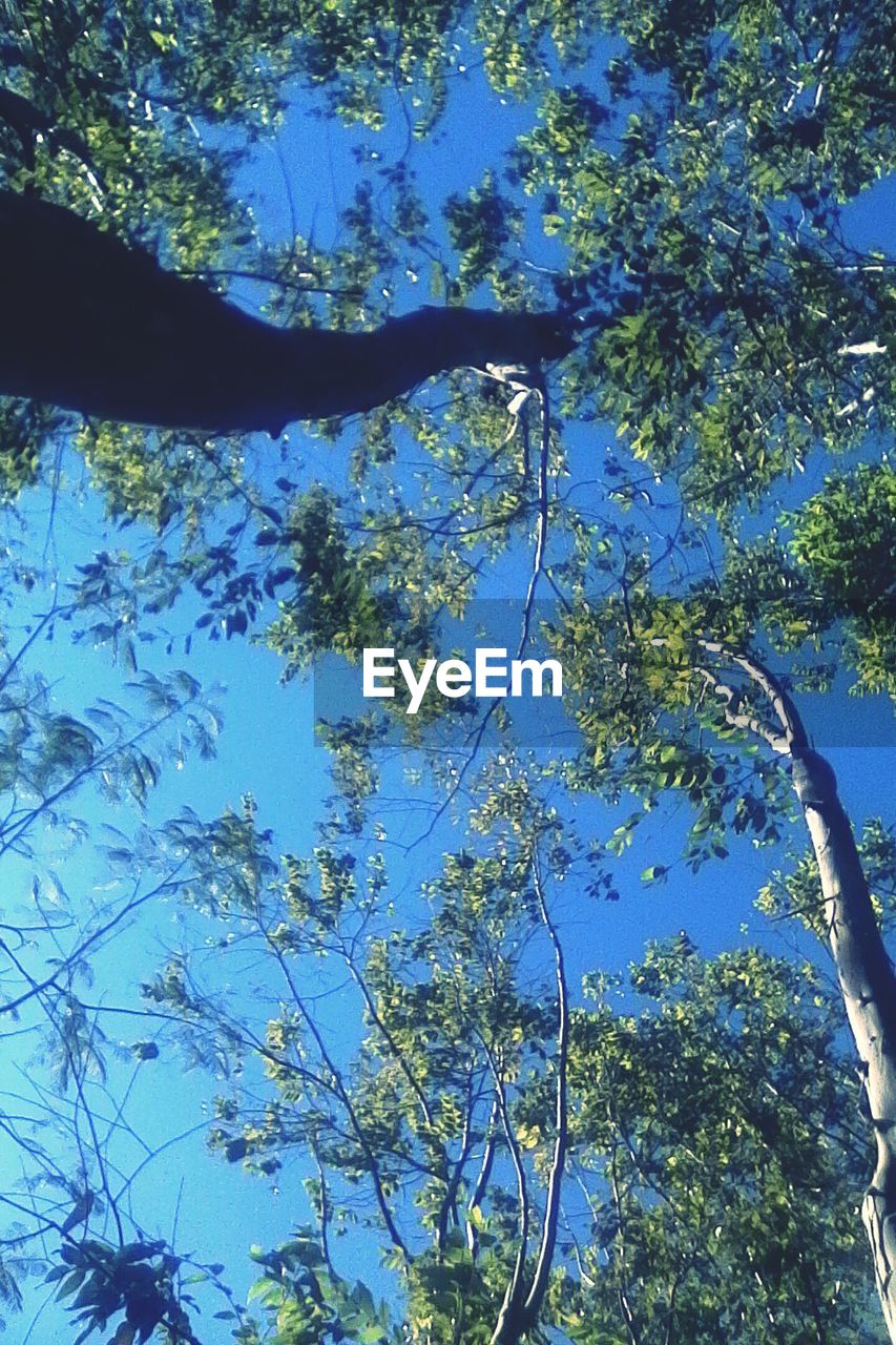 LOW ANGLE VIEW OF TREES AGAINST BLUE SKY