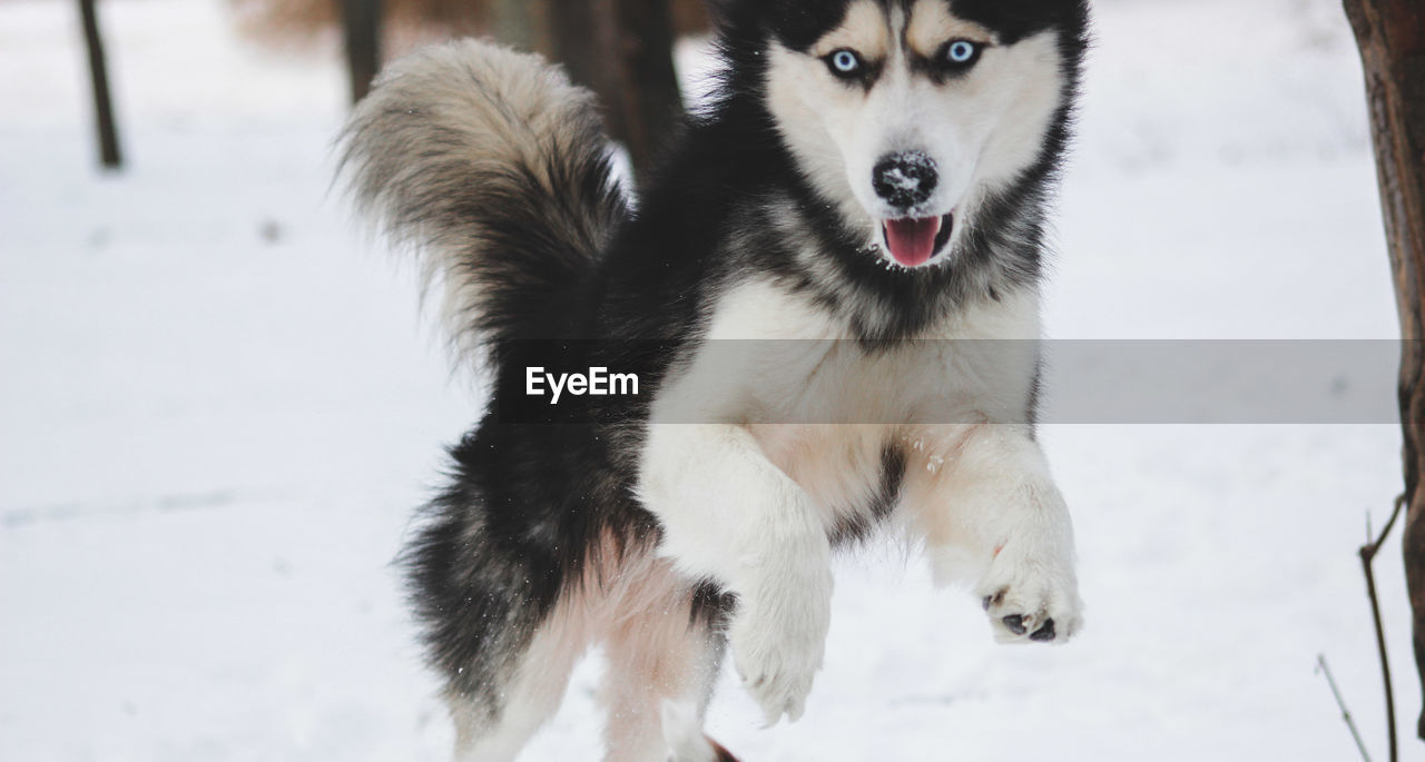 PORTRAIT OF DOG ON SNOW COVERED FIELD