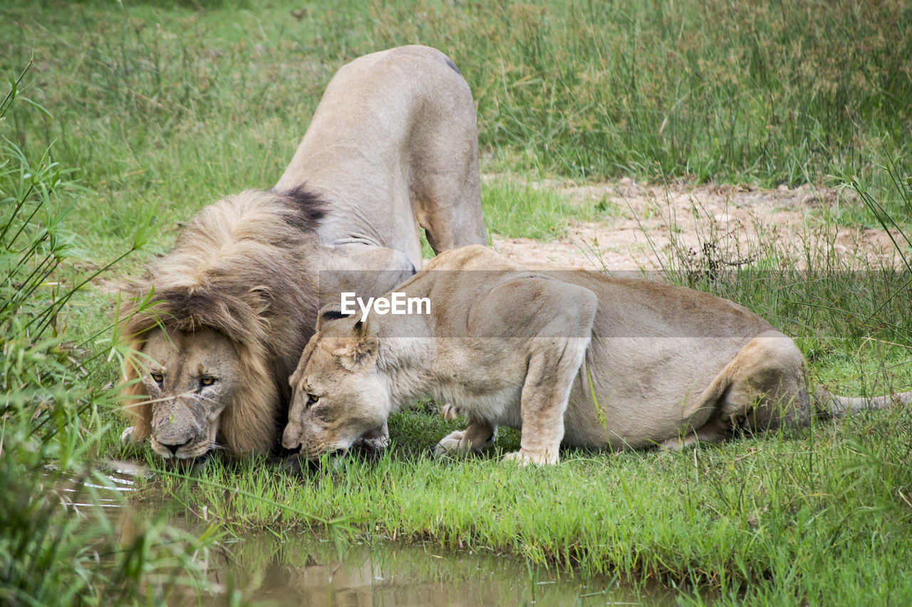 Lions drinking water while standing on field