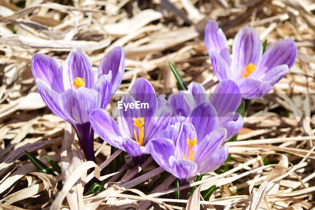 CLOSE-UP OF PURPLE CROCUS FLOWERS ON LAND