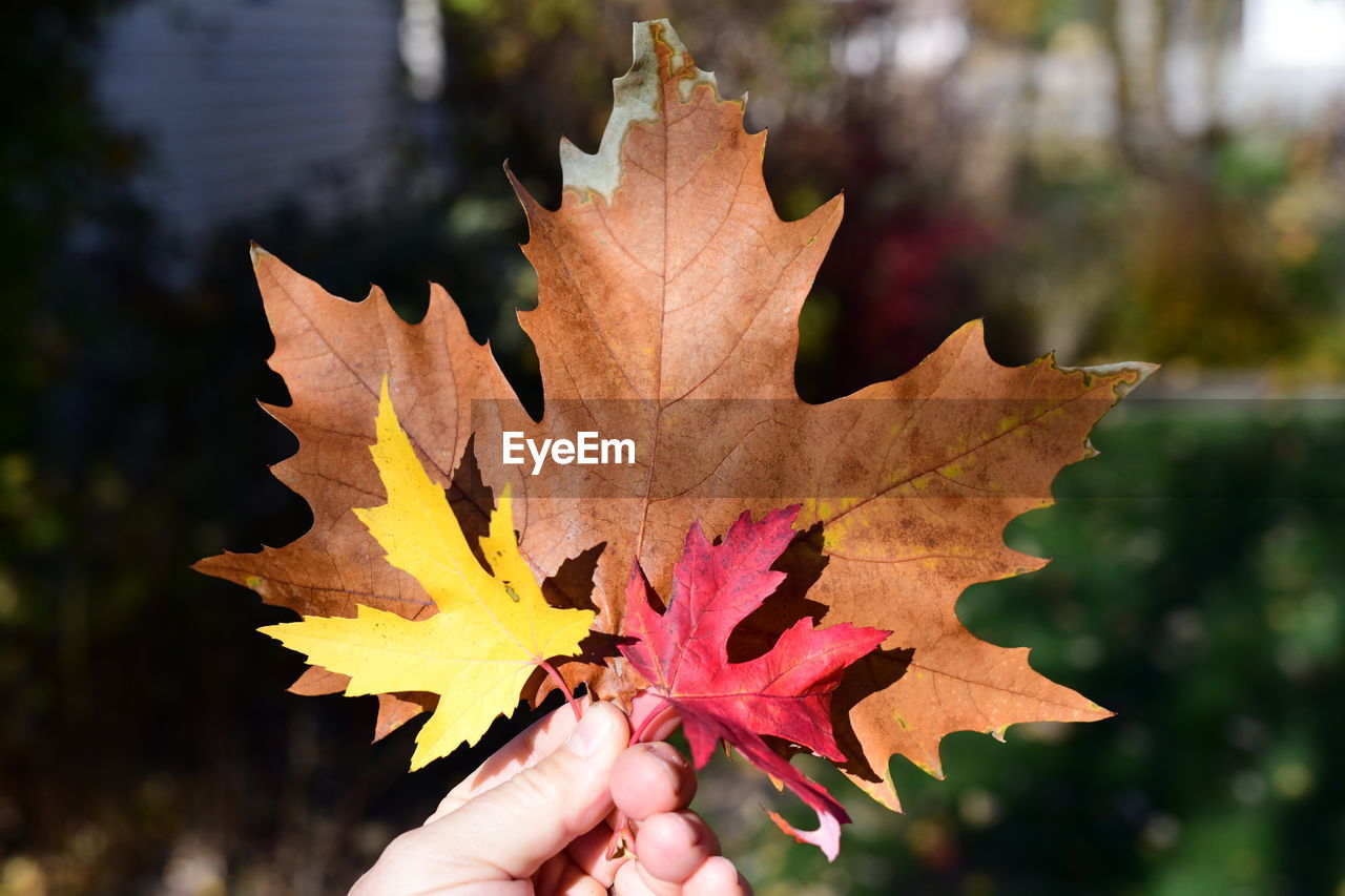 Close-up of person holding maple leaves