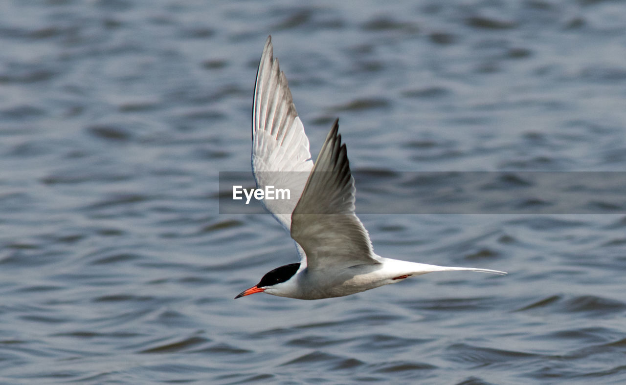 SEAGULL FLYING ABOVE A LAKE