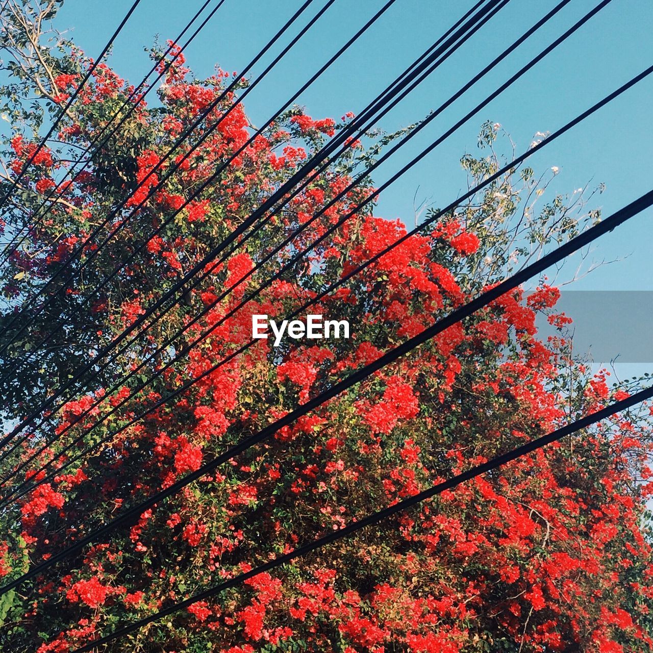 LOW ANGLE VIEW OF RED FLOWERS BLOOMING ON TREE