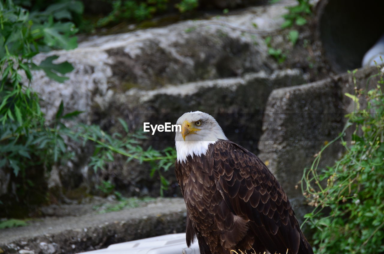 Close-up of an eagle against rocks