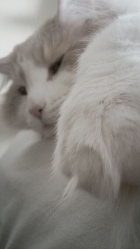 CLOSE-UP OF WHITE CAT LOOKING UP