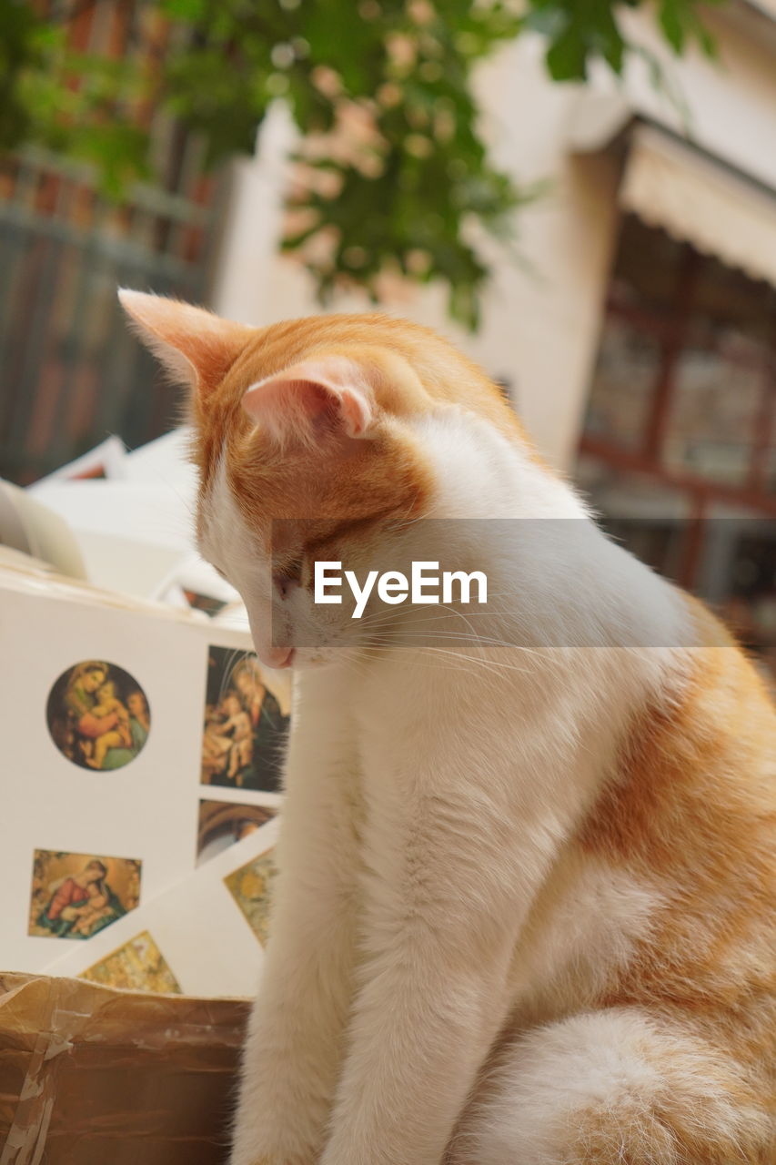 CLOSE-UP OF A CAT LOOKING AWAY