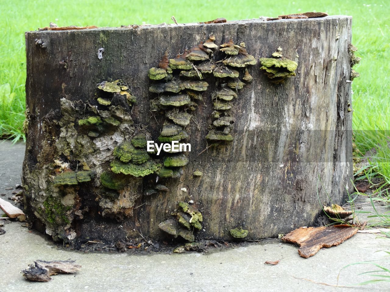 CLOSE-UP OF TREE TRUNK ON WOOD