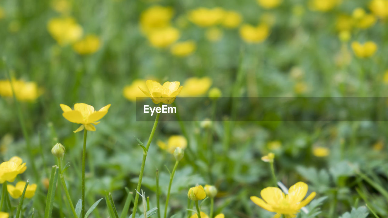 Close-up of yellow flowering plants on field