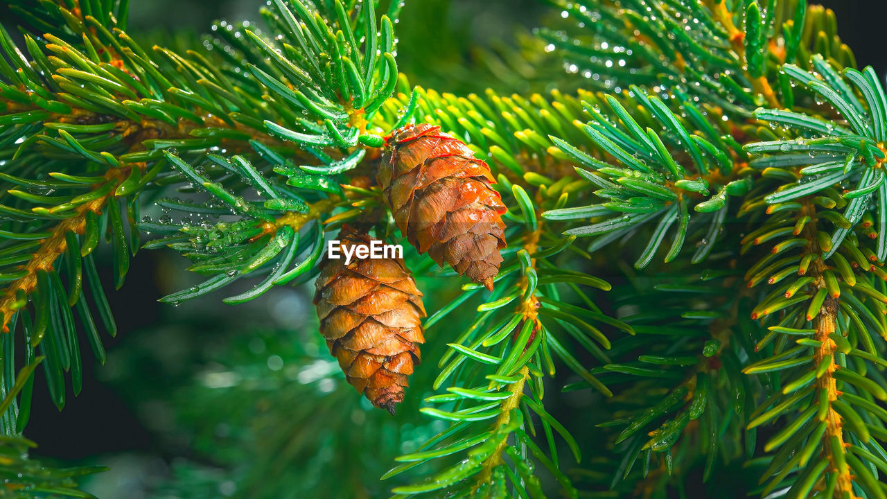 tree, plant, branch, coniferous tree, pine tree, pinaceae, spruce, nature, fir, christmas tree, green, leaf, pine cone, no people, plant part, beauty in nature, close-up, outdoors, needle - plant part, pine, conifer cone, focus on foreground, growth, day, food and drink, food, environment, holiday, evergreen, macro photography, forest