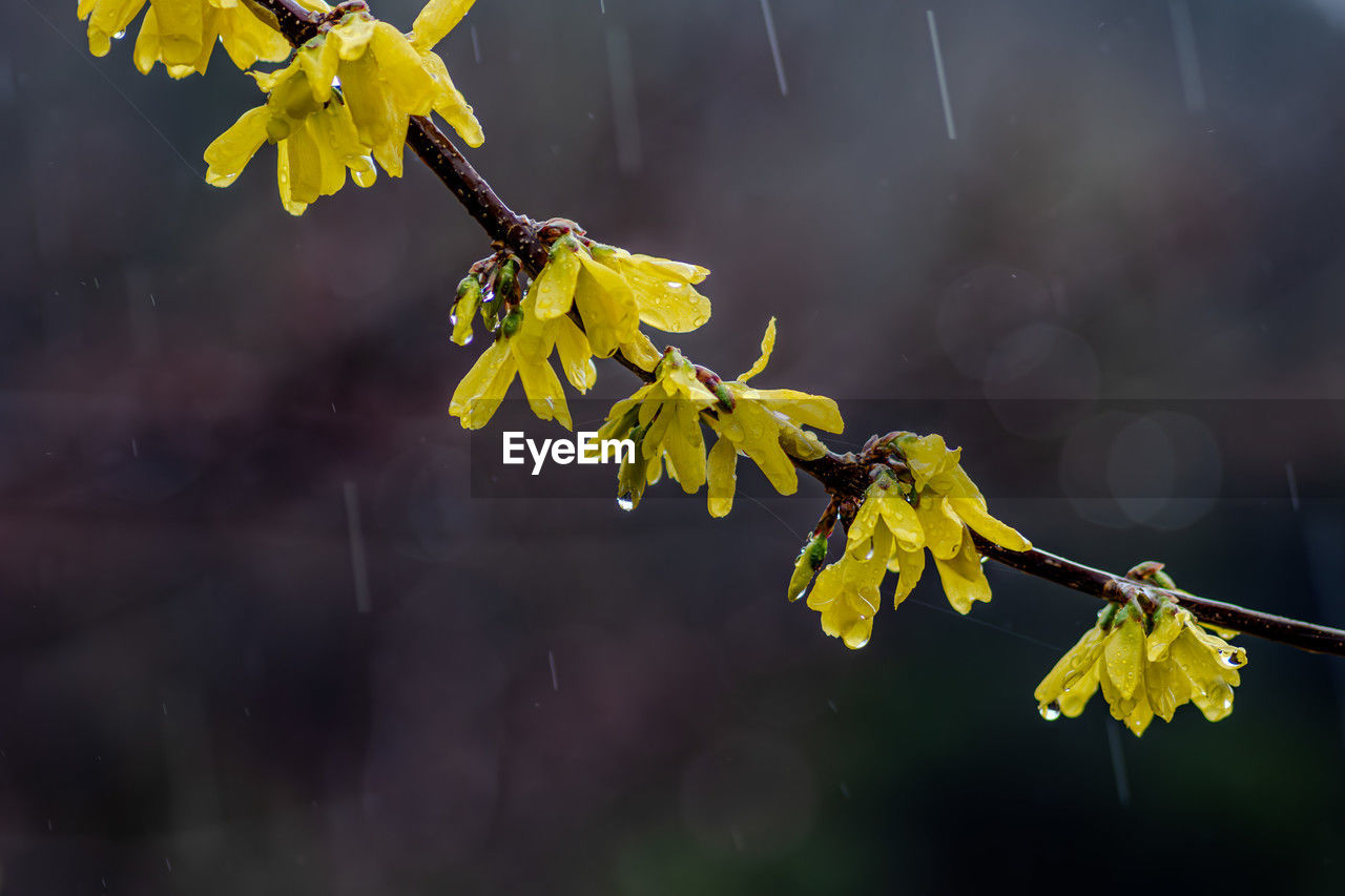 yellow, branch, nature, macro photography, leaf, sunlight, plant, flower, close-up, beauty in nature, blossom, tree, autumn, green, focus on foreground, freshness, no people, plant stem, outdoors, flowering plant, fragility, growth, plant part, produce, wet, water, spring, wildflower, tranquility