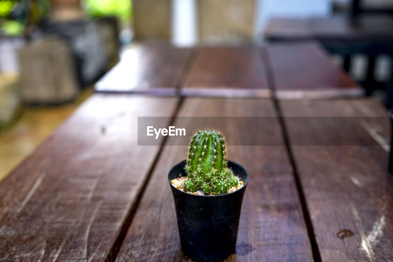 High angle view of potted plant on wooden table