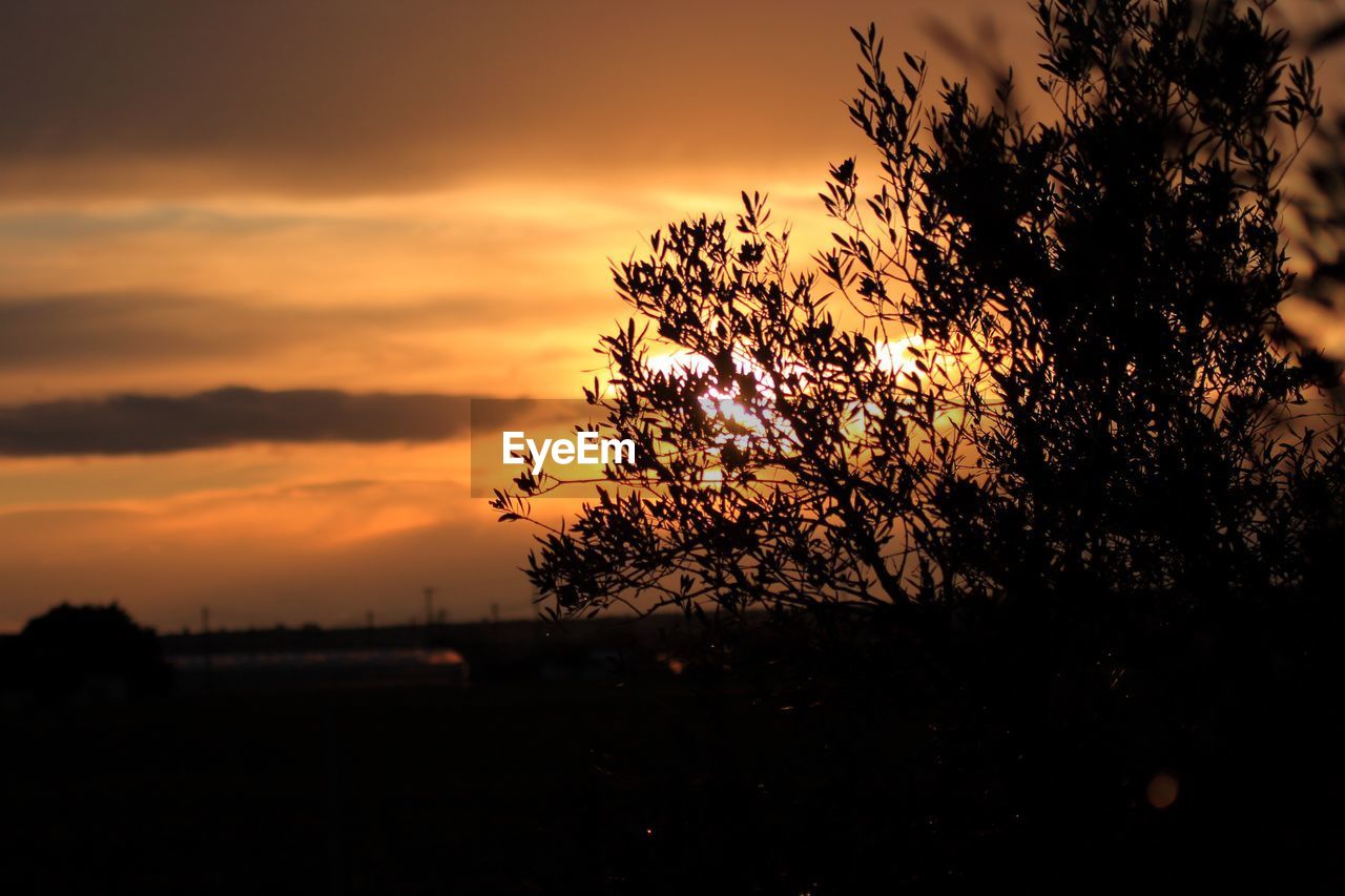 SILHOUETTE TREE AGAINST SKY DURING SUNSET