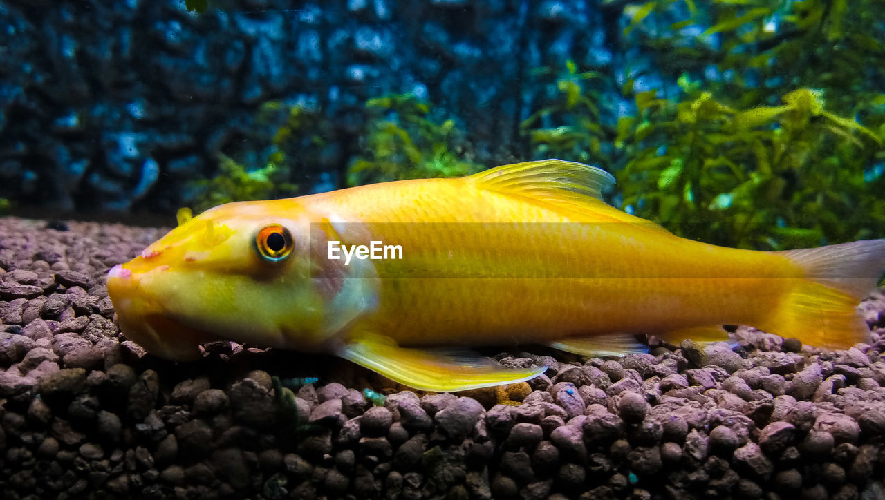 CLOSE-UP OF FISH IN WATER