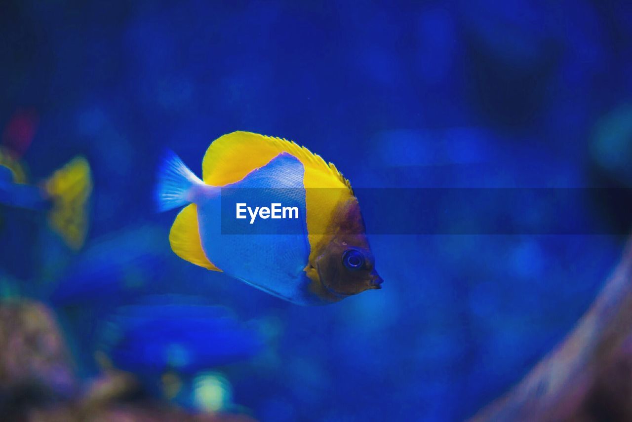 Pyramid butterflyfish swimming in aquarium
