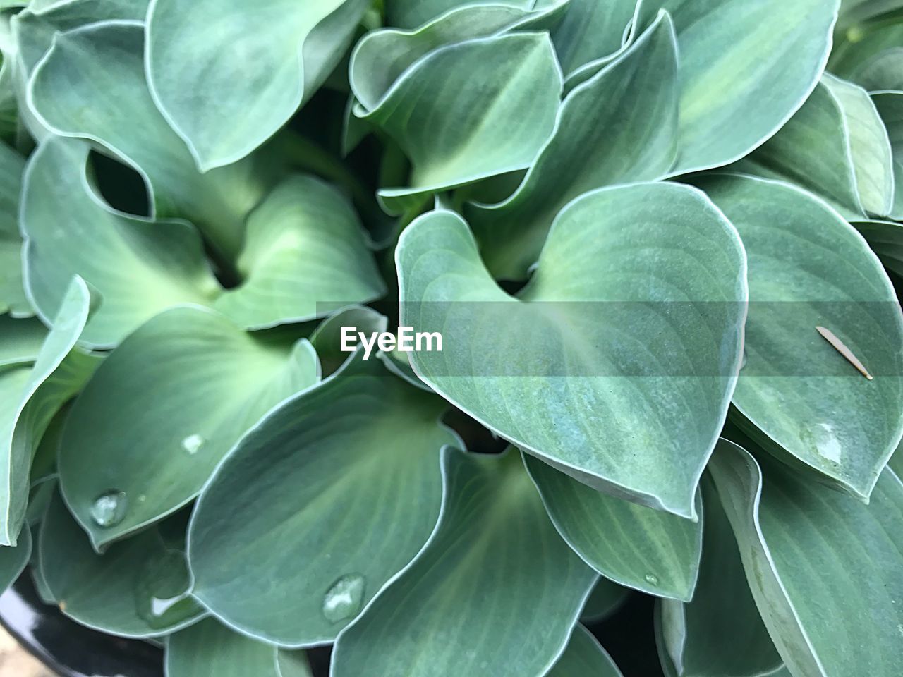 Full frame shot of flowering plant