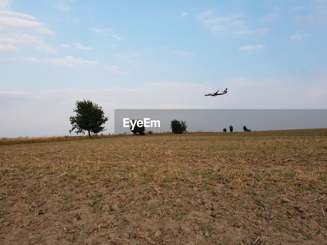 BIRDS FLYING OVER FIELD