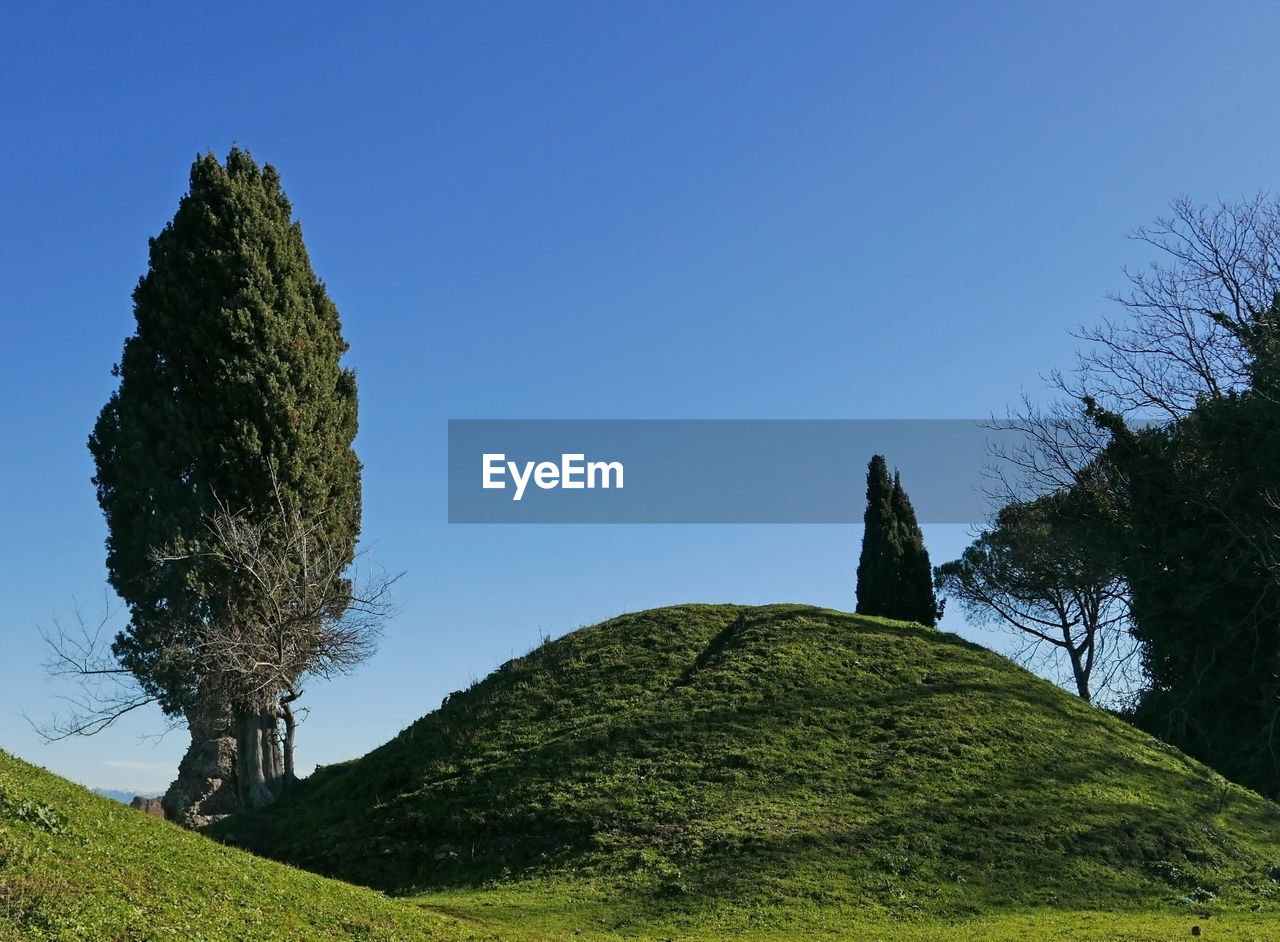LOW ANGLE VIEW OF TREES AGAINST SKY