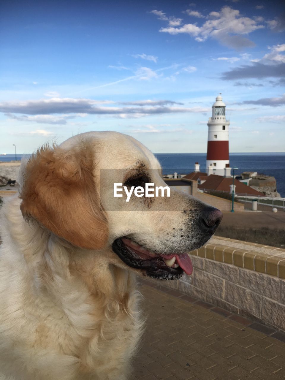 CLOSE-UP OF DOG SITTING ON BEACH