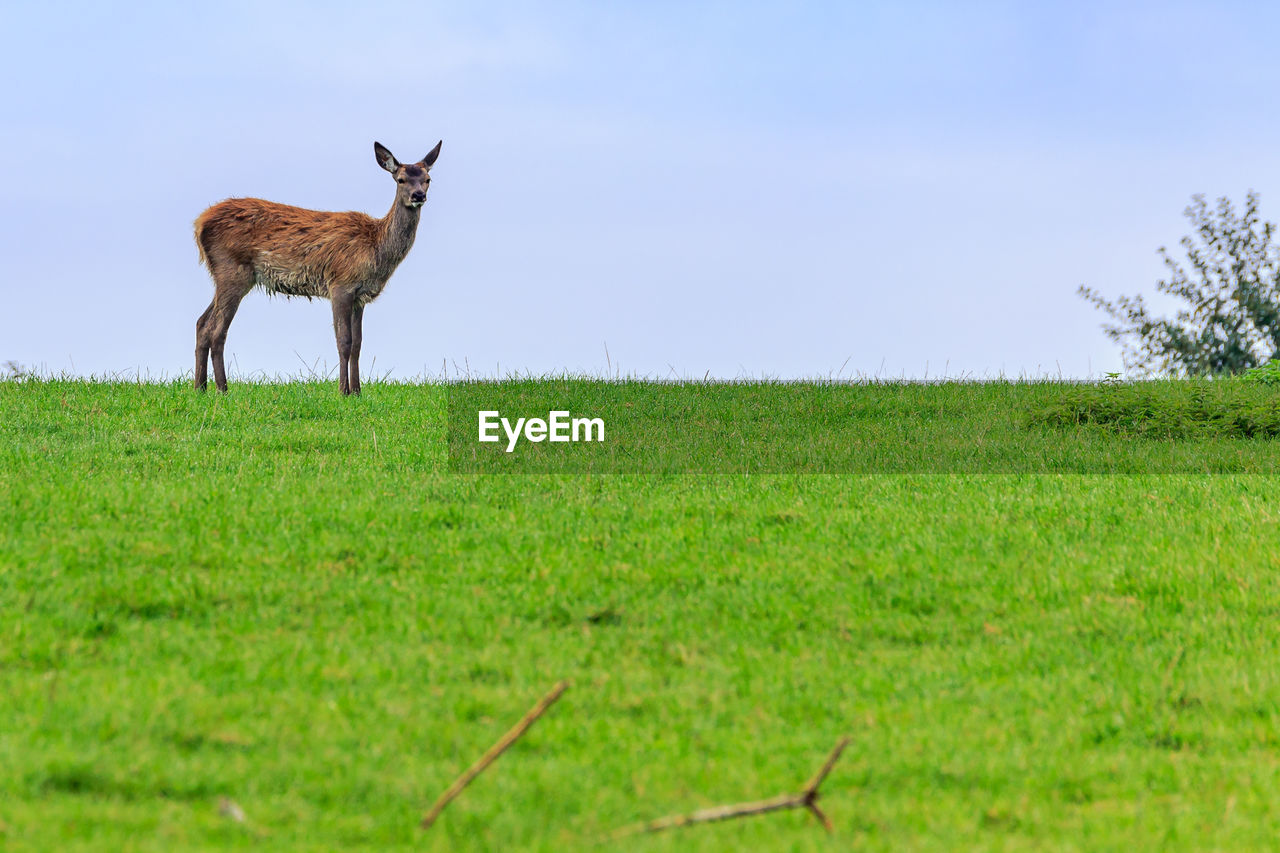 SHEEP STANDING ON GRASSY FIELD