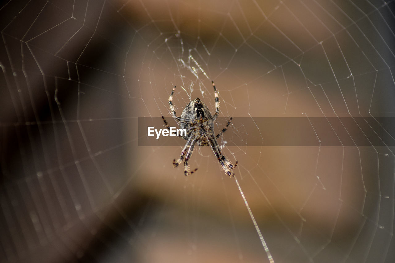 Close-up of spider on web