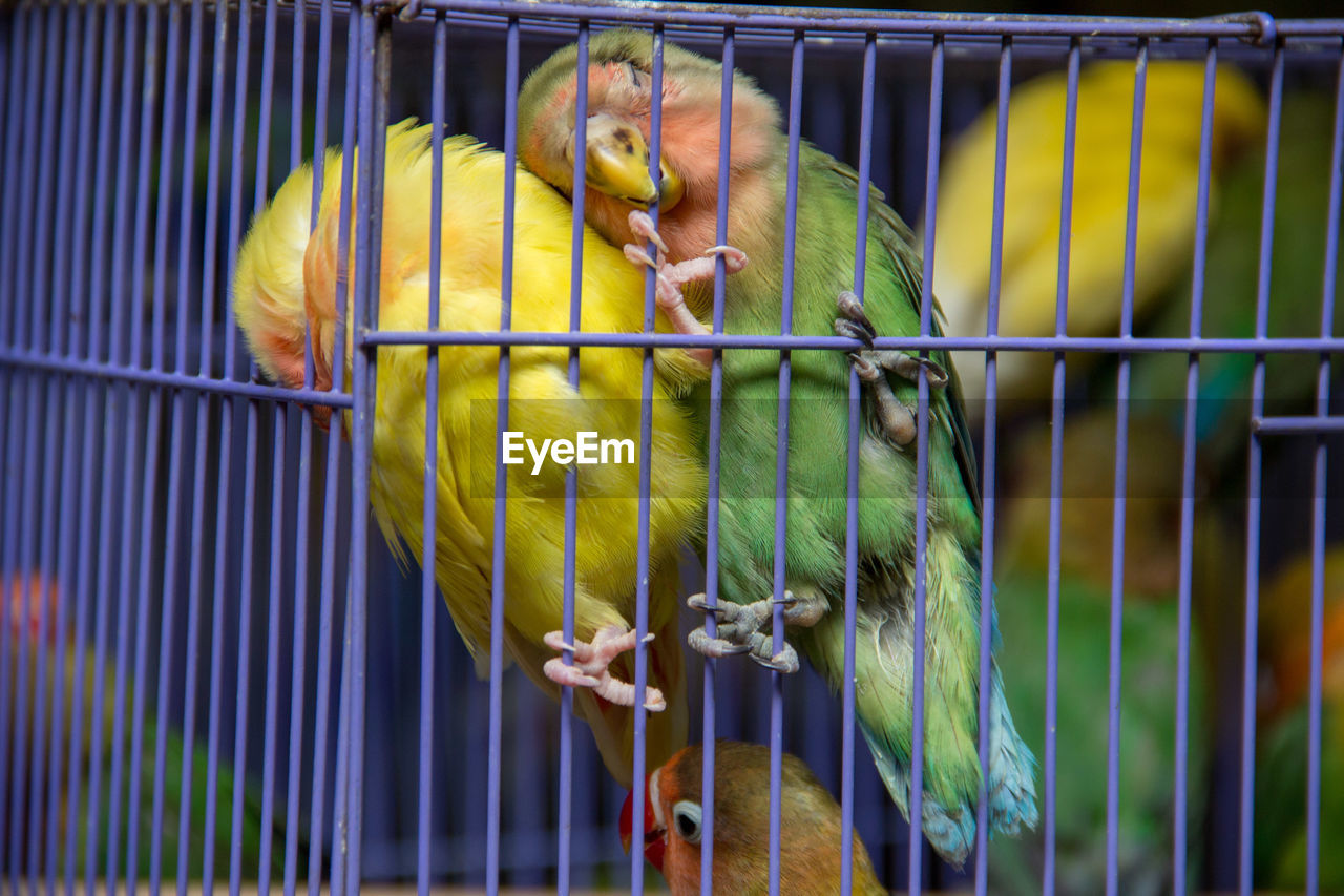 PARROT IN CAGE