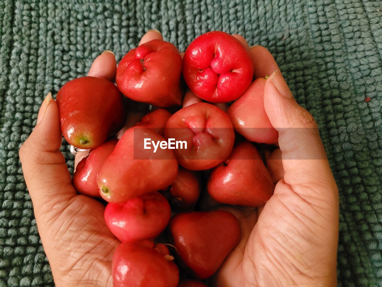 plant, red, hand, food and drink, food, vegetable, fruit, produce, healthy eating, freshness, wellbeing, tomato, holding, close-up, one person, high angle view, lifestyles, organic, flower, finger, personal perspective, directly above, bell peppers and chili peppers