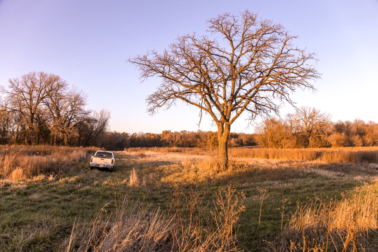 TREE ON FIELD AGAINST CLEAR SKY