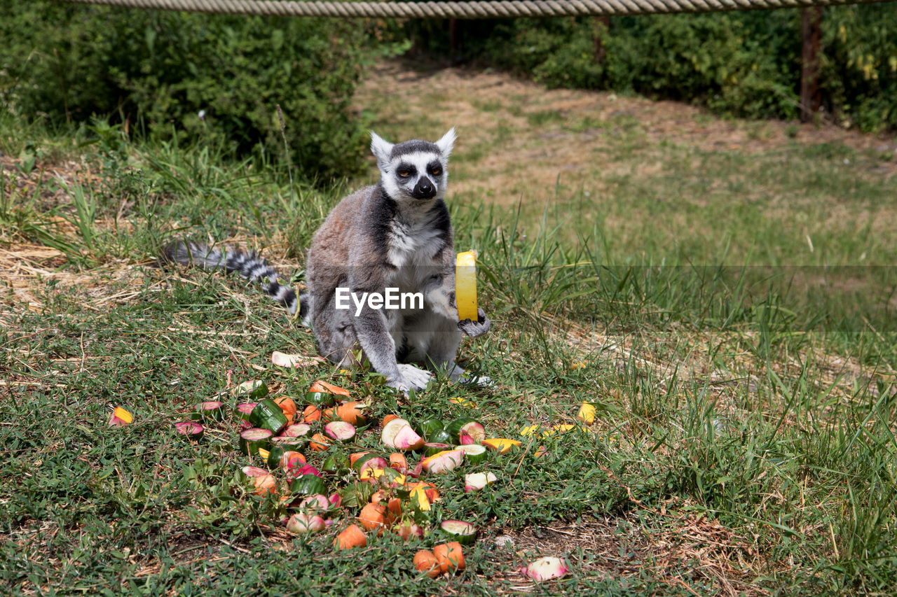 VIEW OF CAT ON FIELD BY LAND