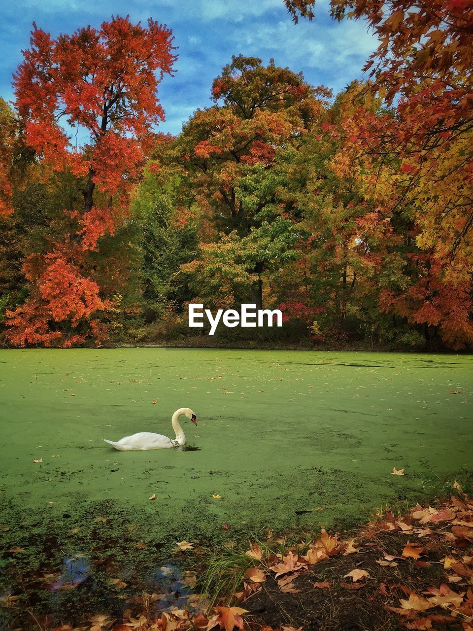 Swan swimming on algae covered lake during autumn