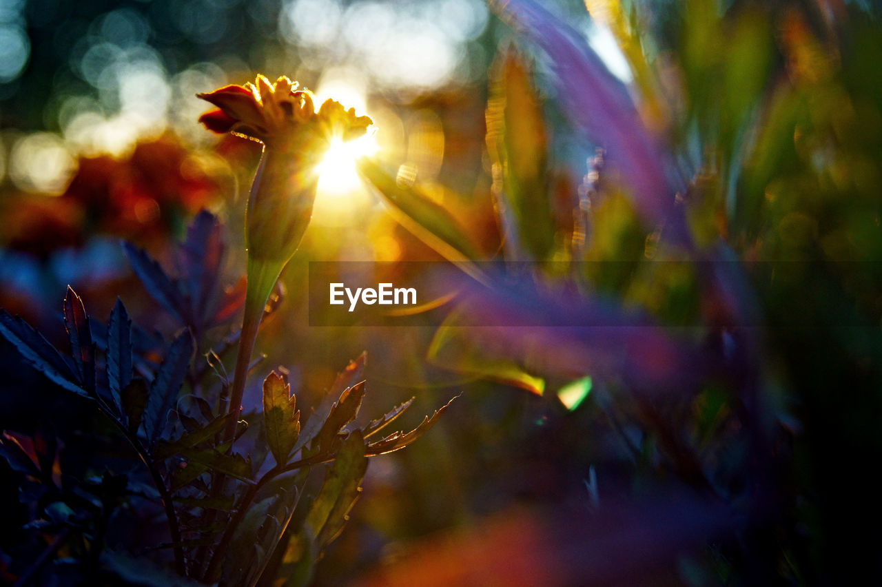 Close-up of flower blooming in park