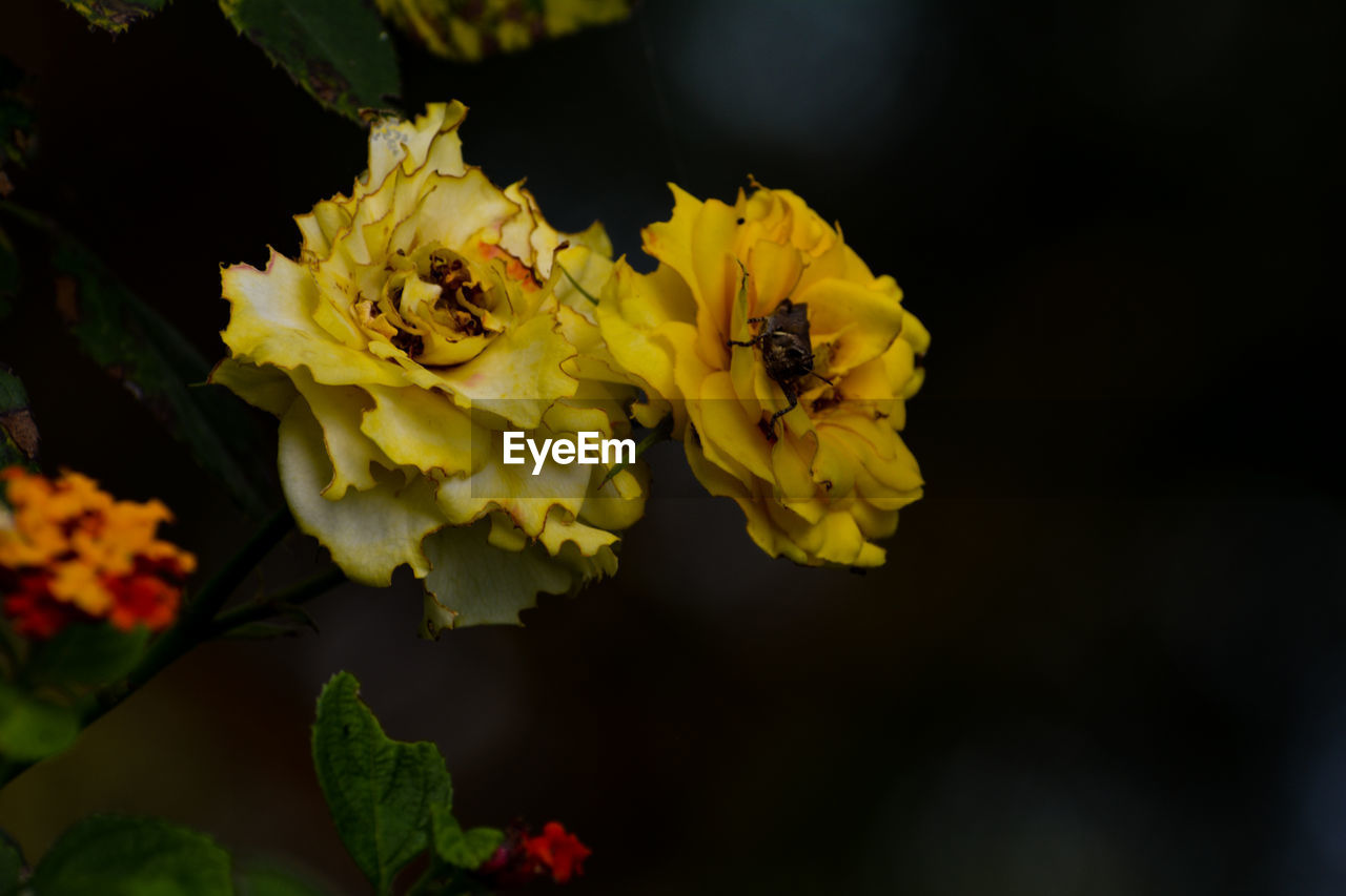 CLOSE-UP OF YELLOW FLOWER