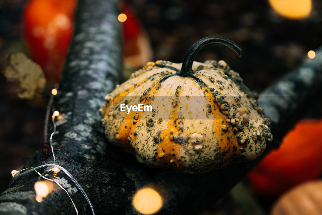 Close-up of pumpkins on tree during halloween