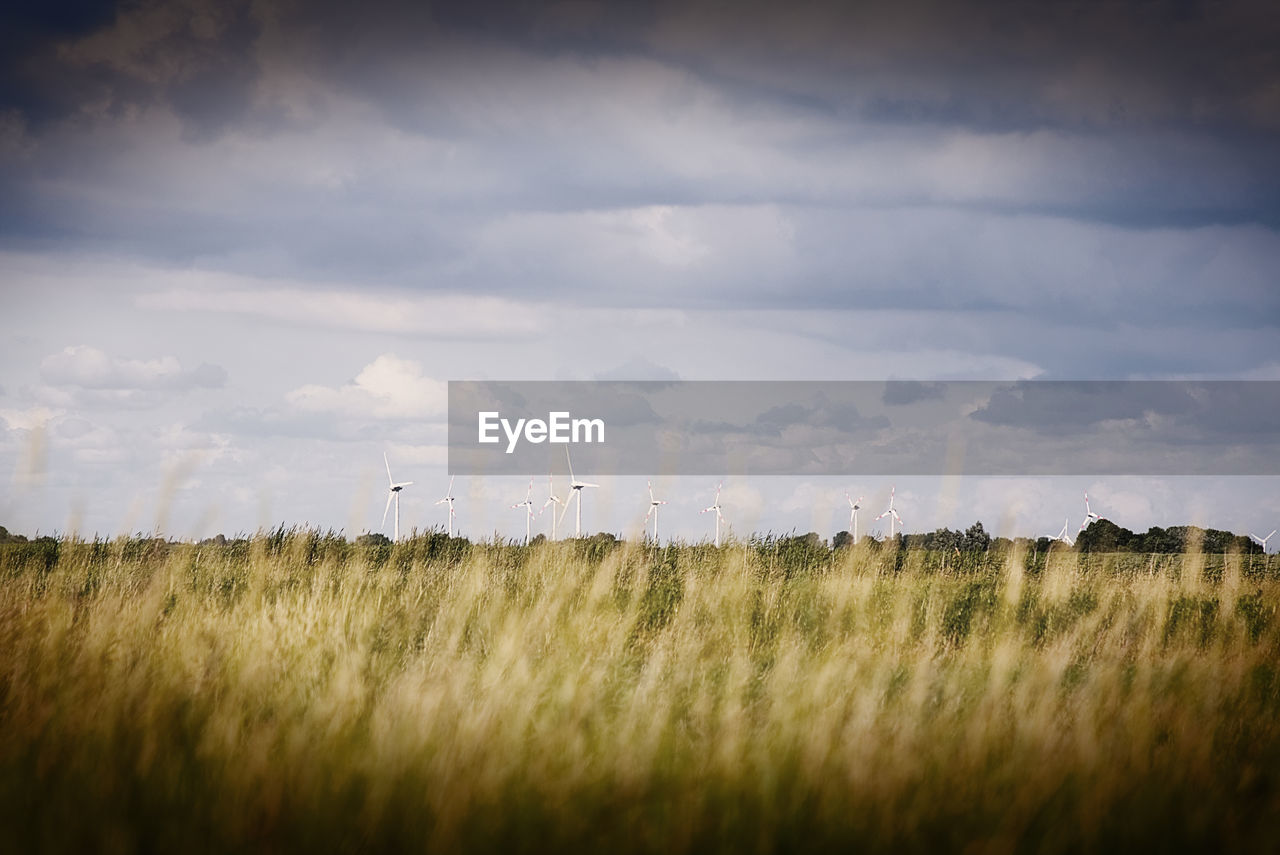 FIELD AGAINST SKY