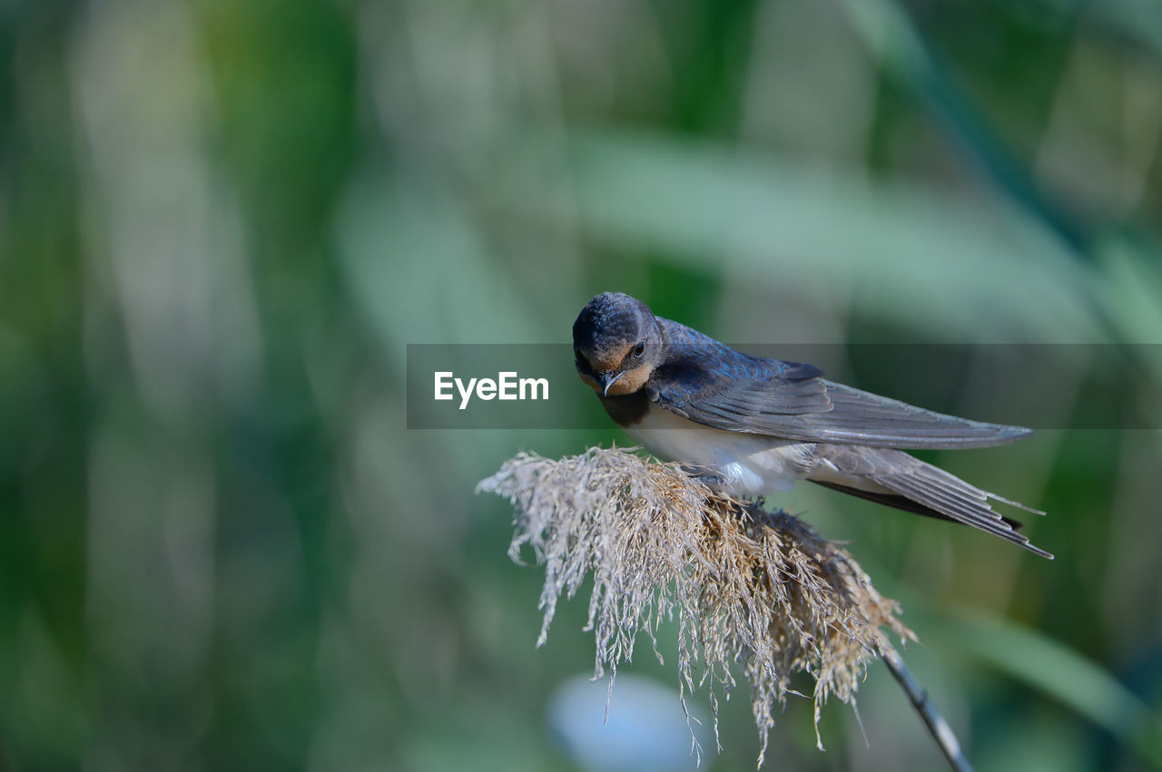 nature, animal themes, animal wildlife, animal, bird, wildlife, one animal, close-up, beak, perching, focus on foreground, beauty in nature, green, plant, macro photography, branch, no people, insect, outdoors, environment, selective focus, songbird, full length, side view, multi colored, day, animal wing, outdoor pursuit, springtime, grass, tree