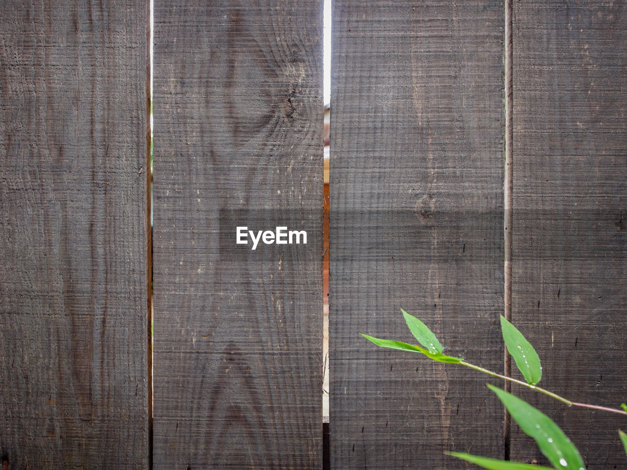 High angle view of plants growing on wood against wall