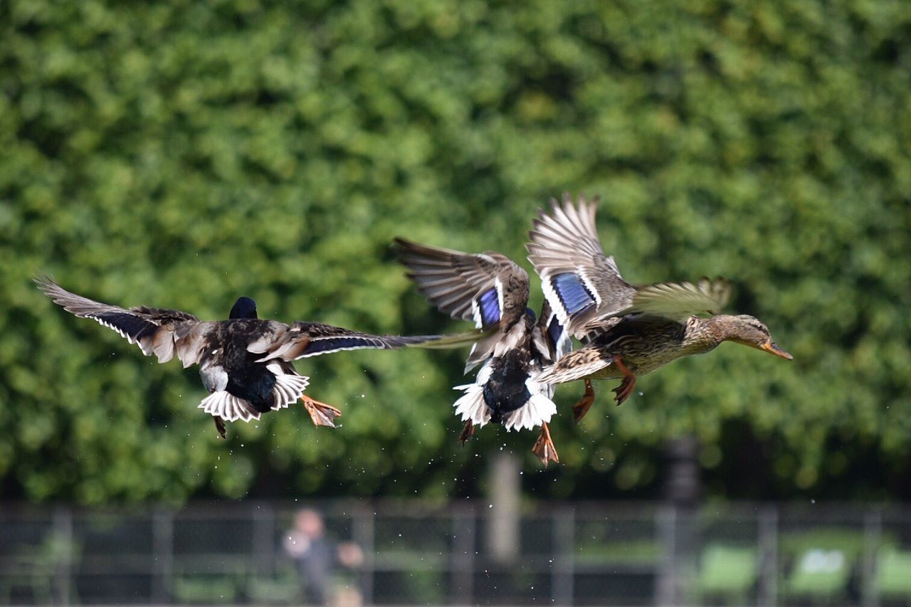 CLOSE-UP OF HAWK FLYING