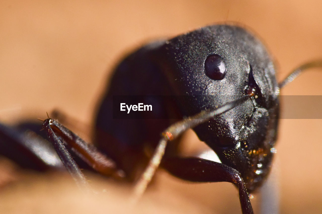 macro photography, animal themes, close-up, insect, animal, one animal, animal wildlife, animal body part, macro, extreme close-up, beetle, selective focus, no people, wildlife, magnification, eye, animal eye, nature, animal head, focus on foreground