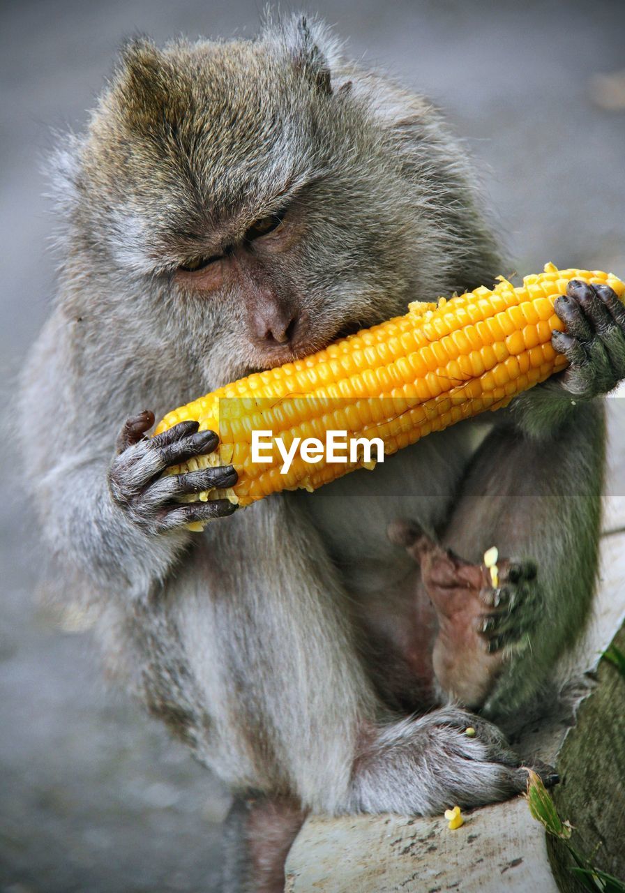 Close-up of monkey eating corn