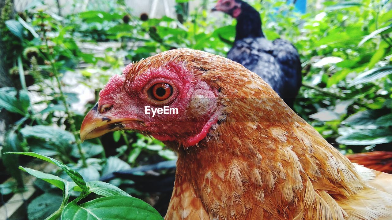 CLOSE-UP OF A DUCK