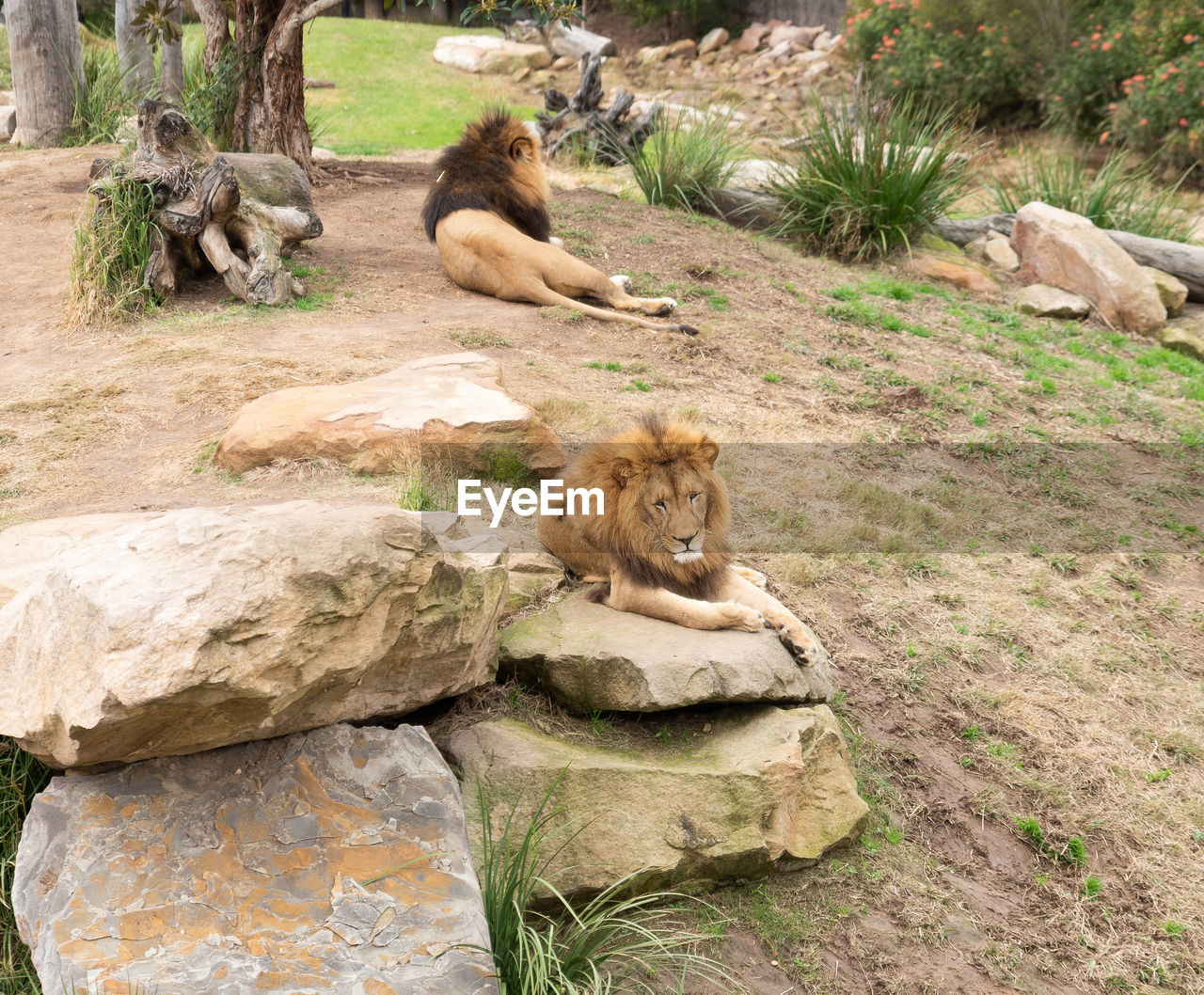 VIEW OF CATS ON ROCK