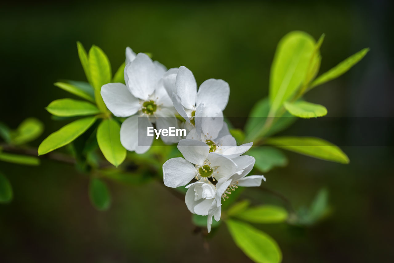 Close-up of white flowering plant