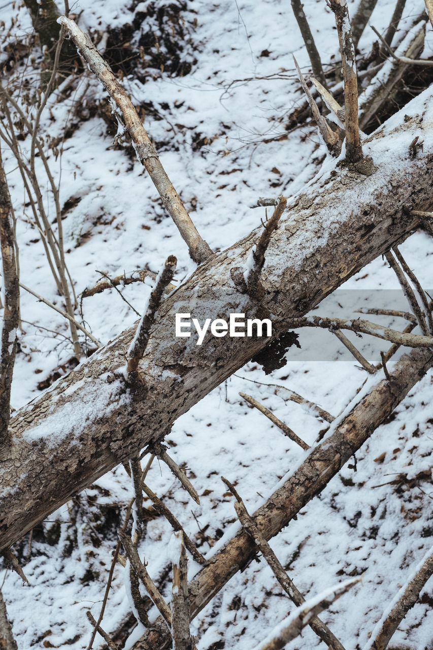 Close-up of snow covered tree trunk during winter