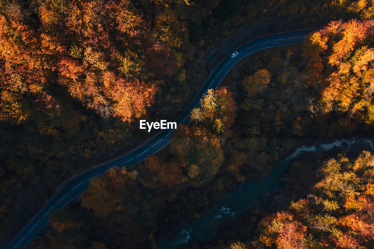 HIGH ANGLE VIEW OF TREES DURING AUTUMN
