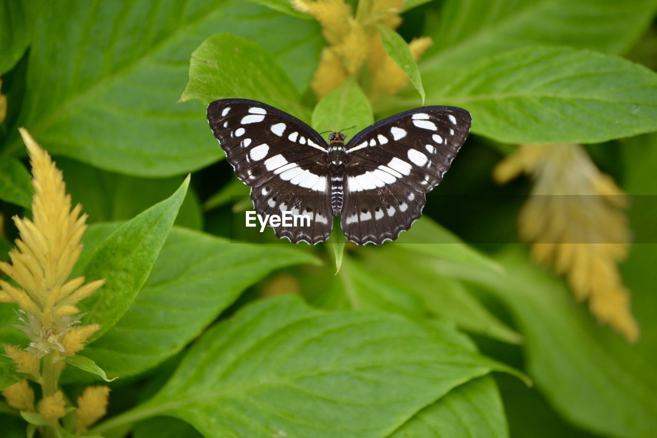 CLOSE-UP OF BUTTERFLY ON LEAVES