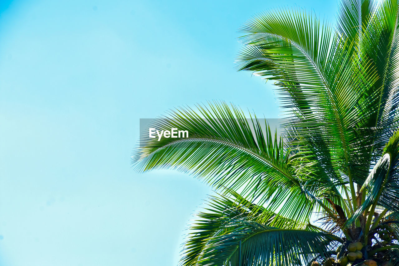 Low angle view of palm tree against clear blue sky