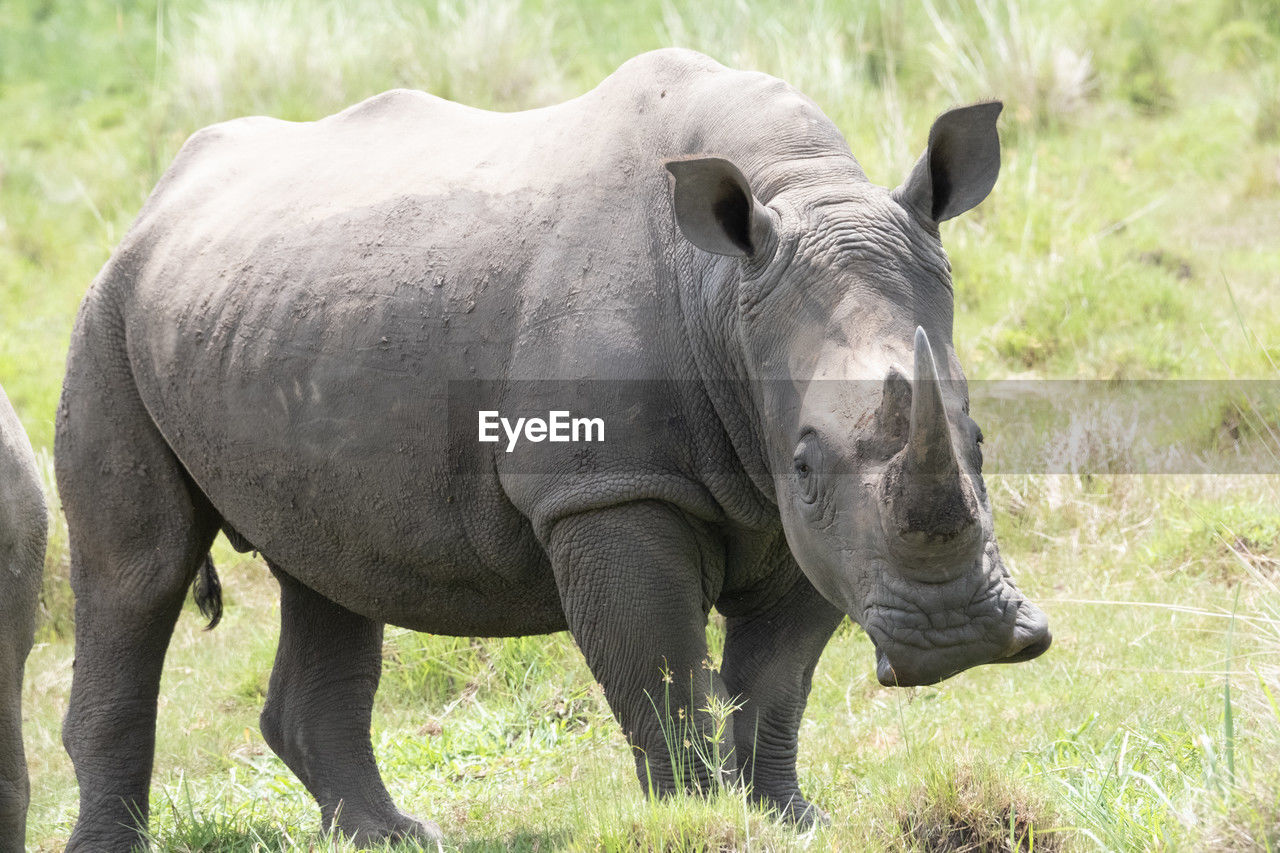 animal themes, animal, animal wildlife, wildlife, rhinoceros, mammal, grass, one animal, safari, plant, indian elephant, nature, adventure, no people, tourism, travel destinations, outdoors, gray, day, music, horned, animal body part, standing, portrait, musical instrument, travel, side view, beauty in nature