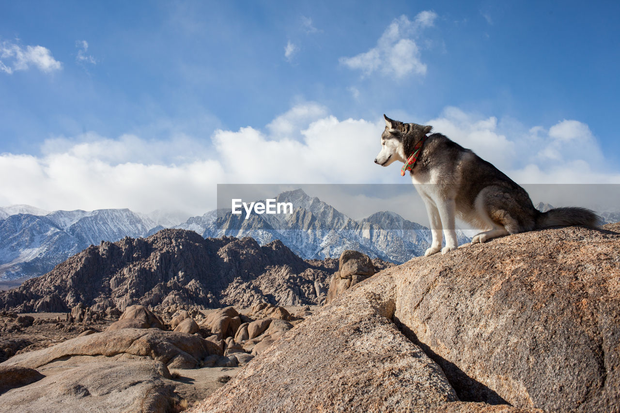 VIEW OF A DOG ON ROCK AGAINST MOUNTAIN