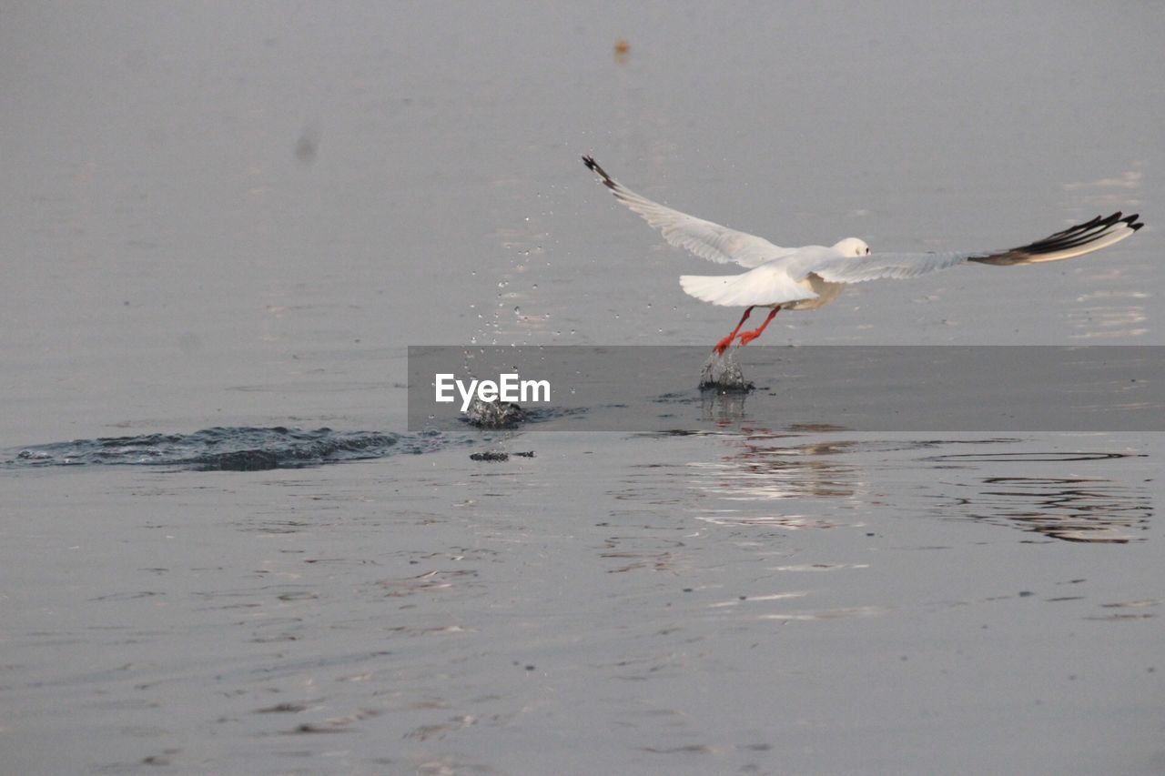 SEAGULL FLYING OVER WATER