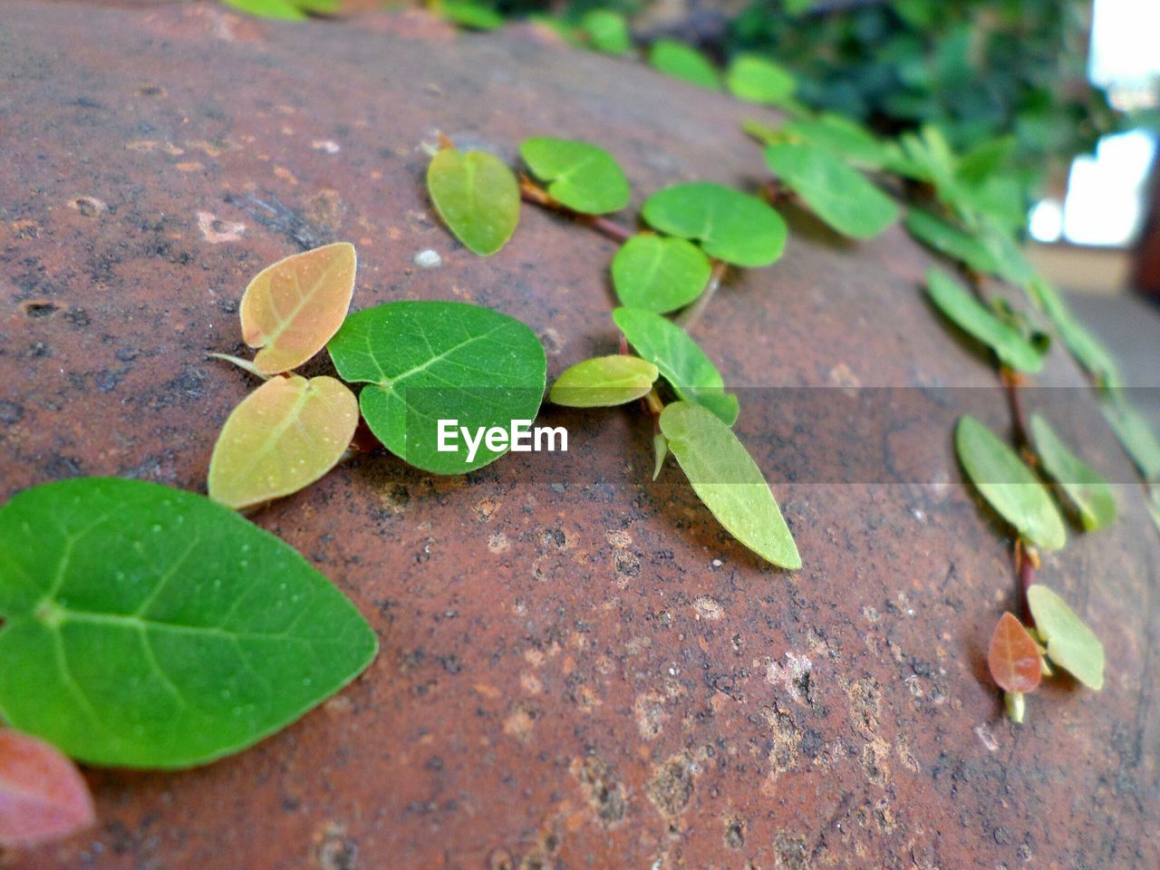 HIGH ANGLE VIEW OF LEAVES ON GREEN PLANT